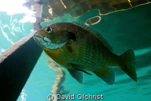 Sunfish, Lake Rawlings,VA by David Gilchrist 